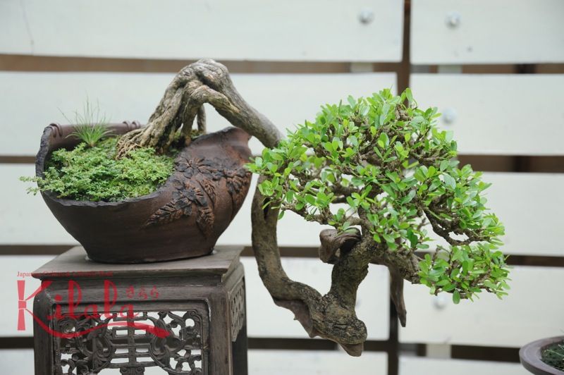 Bonsai Nhật Bản ở Việt Nam Bonsai Nhật Bản ở Việt Nam